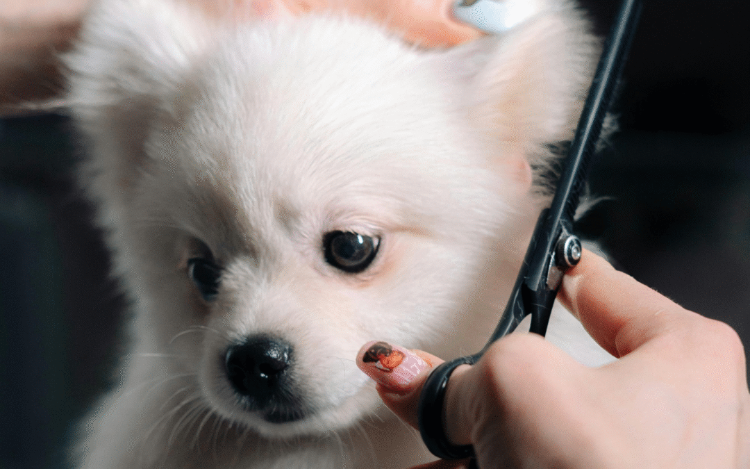 Strona internetowa dla pet groomera – co powinna zawierać?