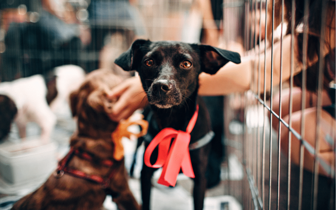 Strona internetowa dla schroniska dla zwierząt – co powinna zawierać?