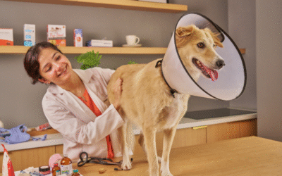 Strona internetowa dla weterynarza – co powinna zawierać?